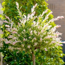 셀릭스 묘목 (화이트핑크 샐릭스) 삽3년 다관포트묘 / 무늬버들 연분홍꽃 정원이나 화분에 FG308