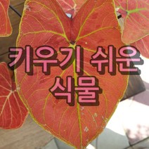 키우기쉬운식물 문샤인 아이비나무 스킨답서스 행운목 개운죽 풍란 테이블야자 호야 산호수 율마 천냥금 오렌지자스민 수퍼바 산세베리아 금전수 스파트필럼 스투키 남천 고무나무 다육, 45. 금영 1개