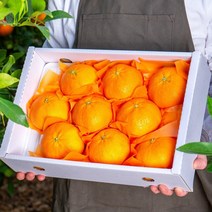 고당도 최상급 레드향 3kg 특품 당도보장, 가정용 레드향 3kg 중과