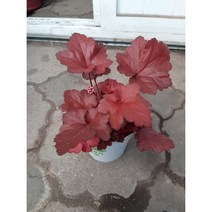 휴케라/정원관리/오렌지