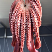 M 당일조업 당일발송 슬라이스 손질 참문어(피문어) 500g, 1개
