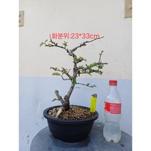 명자나무분재(팔방동양 붉은꽃)11201, 1개