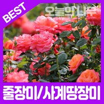합리적 가격의 장미나무묘목(줄장미-덩쿨장미 사계땅장미), 줄장미(스칼렛 빨강)