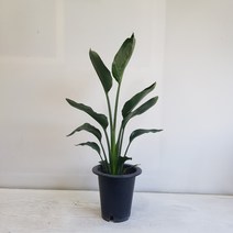 온누리농원 꽃피는 극락조