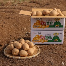 [감자청년] 2023년 햇감자 두백감자 왕왕/ 왕/ 특/ 상사이즈 20kg 10kg 5kg 3kg, 20kg 왕왕, 1박스