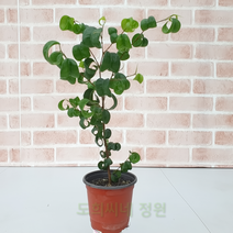 도희씨네 정원>>동글동글 귀여운 바로크 벤자민 소형110″ class=”wr-img”></a></div>
</div>
</div>
</div>
<div class=