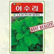 어수리 씨앗 50립 쌈 채소 나물 산나물 약초 종자 씨 봄 여름 가을 어수리씨 AR