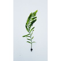 볼비티스 새우수조추천 1촉 [체리새우/crs새우/생이새우키우기] 애완관상용새우은신처수초, 10cm~20cm
