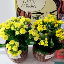 칼랑코에 칼란코에 공기정화식물 화분 꽃 키우기쉬운식물, 01_칼랑코에