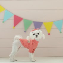 초코디 강아지 티셔츠 초코티, 스트로베리