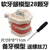 수업용 임플란트 치아모형 치과 치위생 구조 학습 구강 대학 연구 교육용 틀니 양치, 소프트 잇몸 치아 모델(28개 치아)