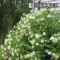 가막살나무 가림원예조경, 블루머핀 6치화분