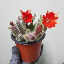 백단 선인장29