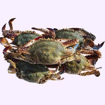 여니야미 서해안 산지직송 활 생물 꽃게 2kg, 8kg (32-40미)