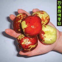 대추 (대왕/복조) 접목1년특묘, 01. 대왕대추 접목1년특묘
