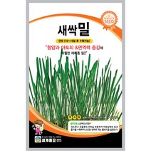 새싹 밀 씨앗 종자 채소 야채 씨 wheat seeds 700알, 1개