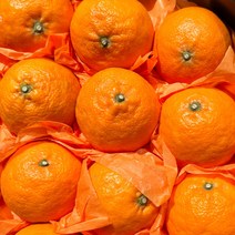 [산지직송] 제주 카라향 고당도 가정용 못난이 선물용, 가정용(못난이) 2kg
