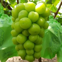 [경북김천] 샤인머스켓 고당도샤인머스켓 블랙사파이어포도 사파이어포도 망고포도 청포도 선물용, 선물용특등품 3송이 (2.4kg)