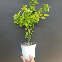 공기정화식물 화분 반려식물 발렌타인자스민 중품 204099