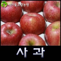 사과나무 사과나무묘목 과일나무 부사사과나무묘목, 1개