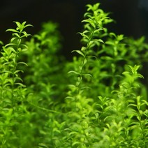 미미네플랜츠 펄그라스 10촉, 단품