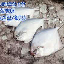 신안 당일바리 손질 병어 병어회 소 중 대, 선물포장_손질병어_소_1마리