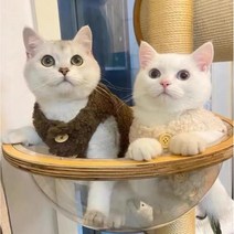부투펫 고양이김장조끼 강아지 할매 할머니 전용 다이소 옷, 퍼플