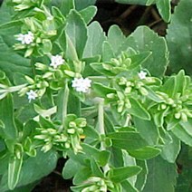 모종/허브 스테비아 10cm포트/3개 KM368, 3개