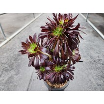 정화다육 다육식물 흑법사 철화 렌덤, 1개