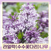 라일락나무 묘목 수수꽃다리 키80cm(분) 5개