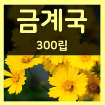 꽃씨몰 꽃씨 봄 파종 여름꽃씨 가을 노지월동 다년생 야생화 양귀비 종자 꽃씨앗, 208.금계국 300립(다년생)