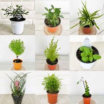 올리브 석화 오션접란 바질트리 율마 스위트바질 틸란드시아 피쉬본 실내공기정화모음, 8.바질트리