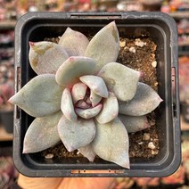 독일샴페인 다육식물 묵은둥이 용인수다육, 1개