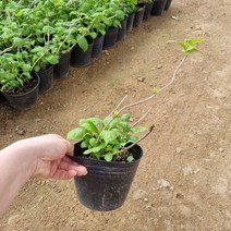 [모든원예조경] 산수국 (포트) 묘목 수국모종, 1개