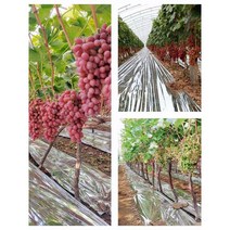 사과 반사필름 농장 과일 농업용 반사지 포도 은박지, 구멍있음, 1.5m, 200m