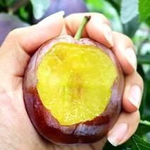 안동 생 푸룬자두 선물용 2kg