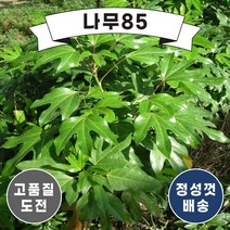 (나무85) 황칠나무 포트