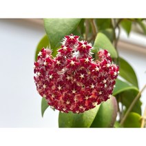 오!플랜트 호야 민도렌시스(레드) 중품 희귀호야 행잉플랜트 키우기쉬운식물, 식물만