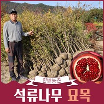 석류나무 묘목 3년생 (결실주 )