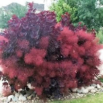 안개나무 신품소엽자엽안개나무 묘목 신품종