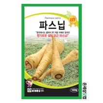 파스닙 100립 / 뿌리채소 설탕당근