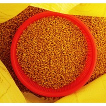 분당밀싹농장 밀종자5kg 밀씨앗 밀밭 밀싹재배, 5kg, 1개