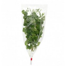 국내재배 한 동남아시아야채 향신료 홀라파 가파오 맹락 어성초 민트 박실라우 딜 등등, 민트(홍로이)(셀레나) 1봉지