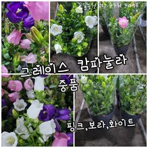 캄파눌라 그레이스 중품 0055 보라.핑크 화이트 중 1개랜덤신상품 공기정화식물/미세먼지/공기정화효과 공기정화식물