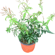 그린플랜트 꽃식물 학자스민 (색상랜덤) 1+1