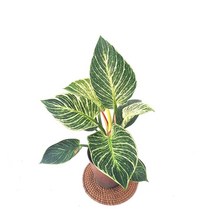 소예방 버킨콩고 (중품) 인테리어 무늬콩고 실내공기정화식물 미세먼지제거식물 식물인테리어