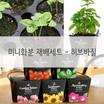 키우기쉬운식물 실내 미니화분 재배 세트 허브바질