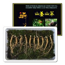 삼바이 산양산삼 5-6년근 선물세트 산삼 산양삼 장뇌삼 인삼 면역력 기력보강 설날 추석 설선물 설명절 추석선물 추석명절 명절선물, 5년근 10주