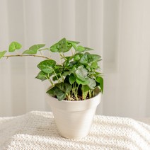 갑조네 아이비 넝쿨 식물 화분 공기정화식물 생화, 하트아이비