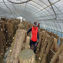 국내산 원목 참나무 표고버섯가루 표고버섯분말 500g 1kg